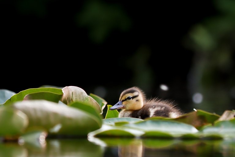 duckling-6379617_1280.jpg