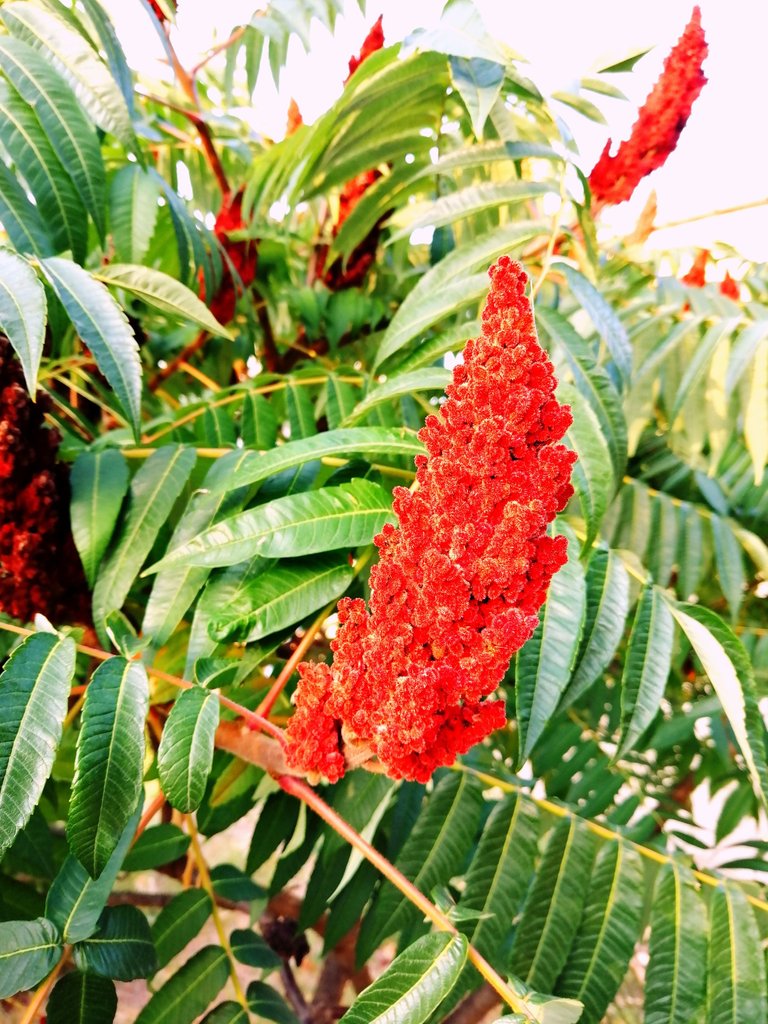 Redness