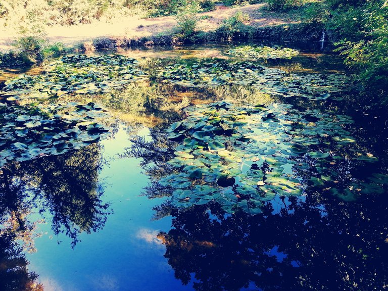 Water surface in the park