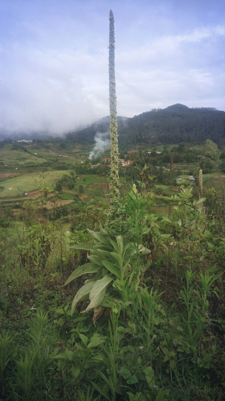 mullein old.jpg