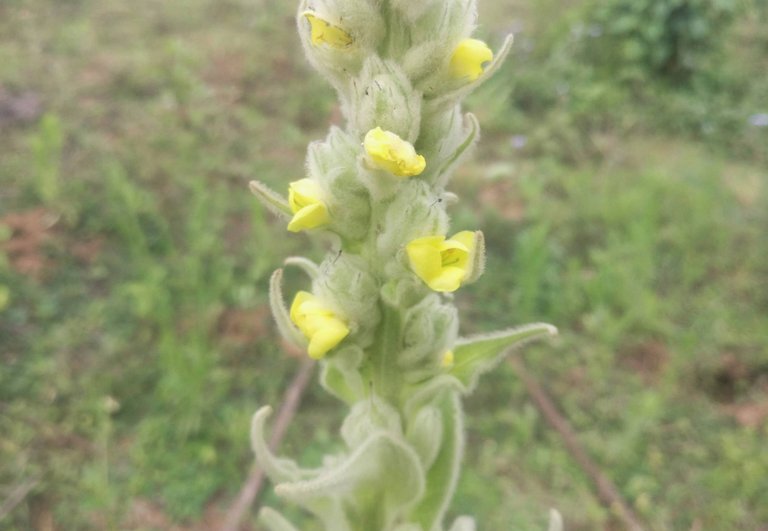 mullein flower.jpg