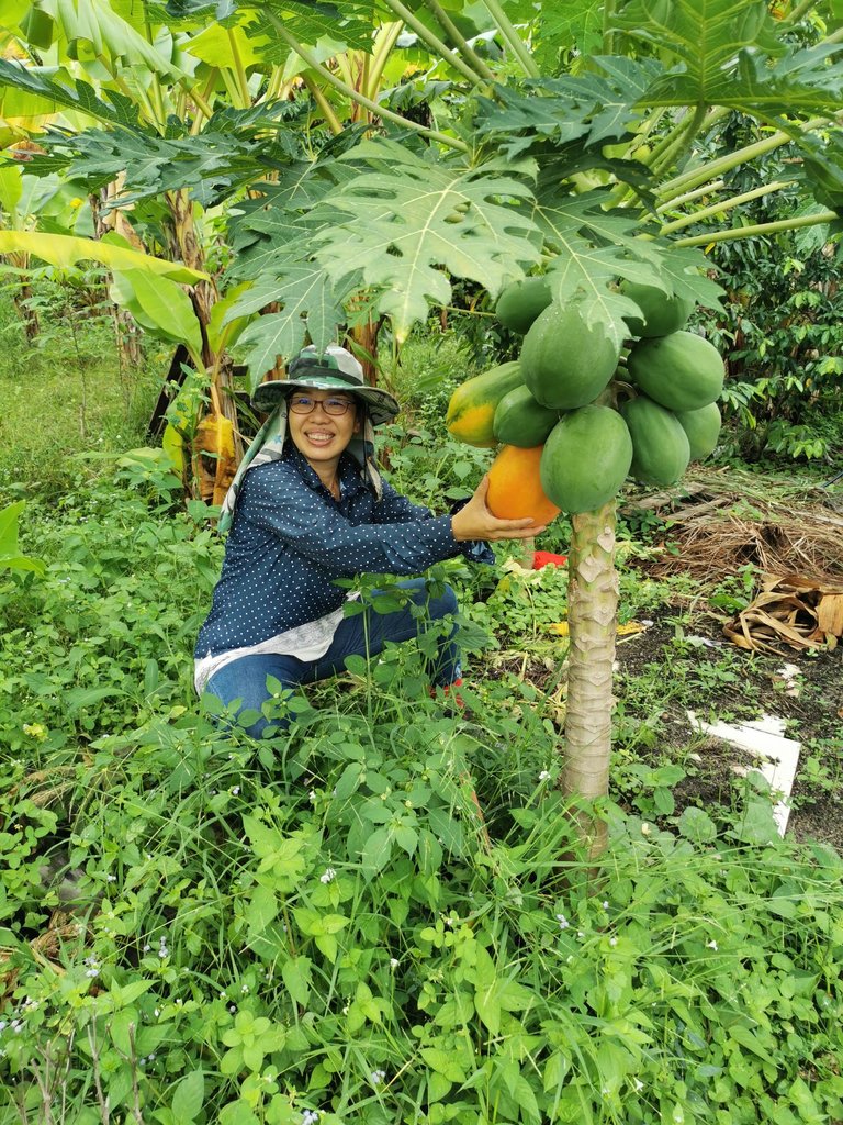 mypapayas.jpg