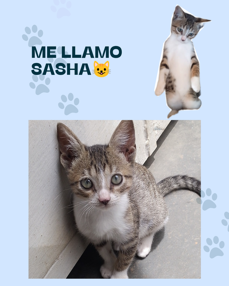 Me llamo Sasha😺_20250420_220942_0000.png