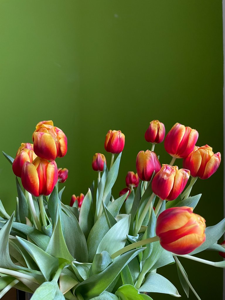 Tulips.JPG