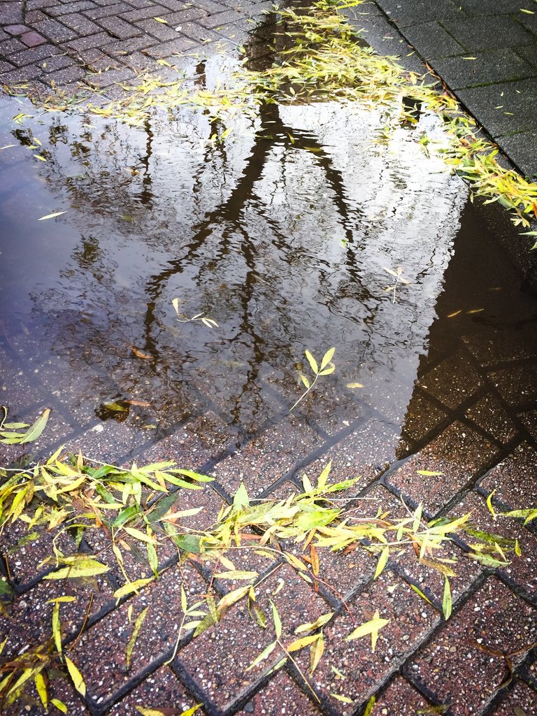 tree_puddle_copyrightrosannedubbeld2.JPEG