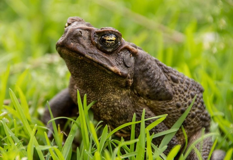cane-toad-ge9a39259d_1280.jpg