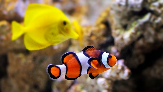 clown-fish-6027626_640.jpg