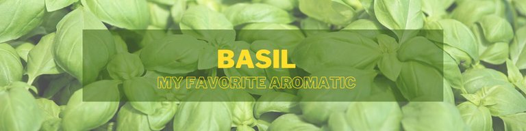 basil 2 (1).png