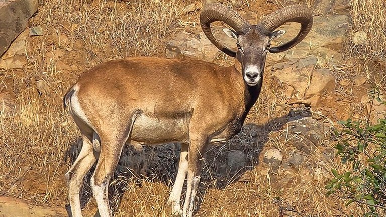 Manipulated_Mouflon.jpg