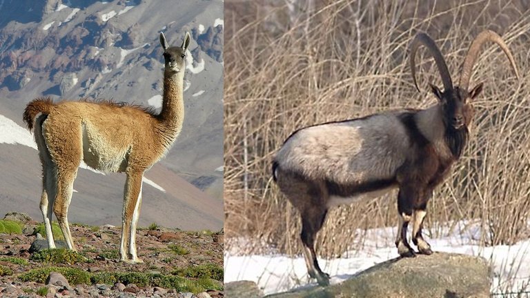 Manipulated_Guanaco_Bezoar.jpg