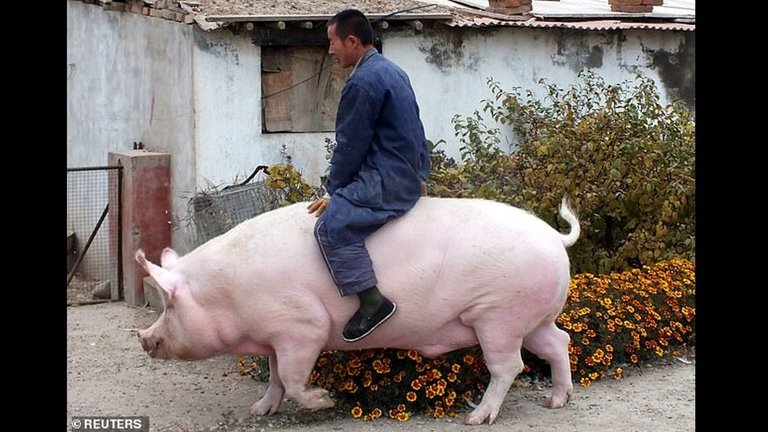 Manipulated_China_Giant_Pig.jpg