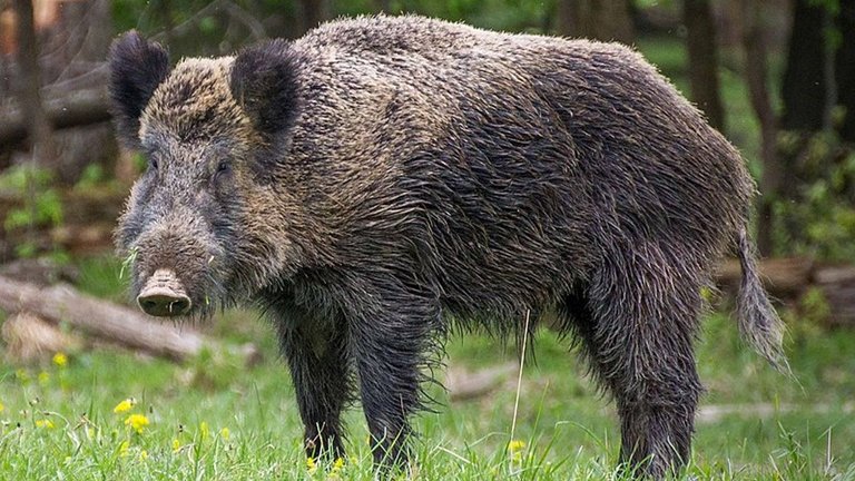 Manipulated_Wild_Boar.jpg