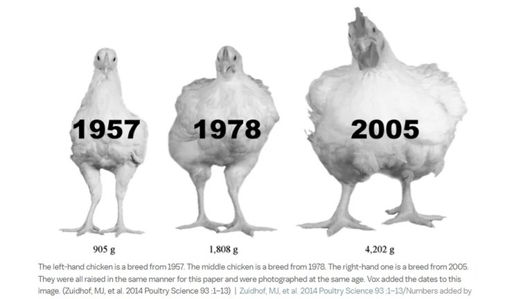 Manipulated_Big Chickens.jpg