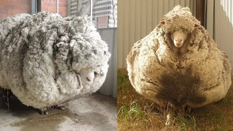 Manipulated_Sheep_Wool.jpg