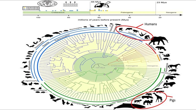 Pigs_Hamlet_Mammal_Evolution.jpg