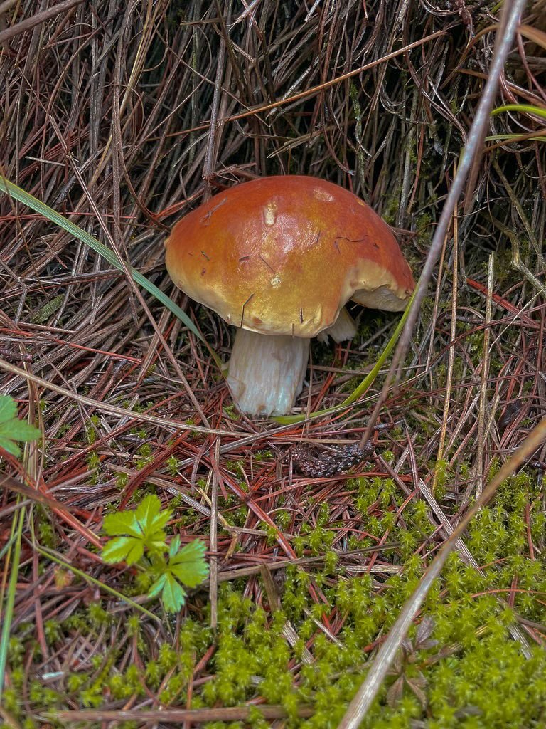 5D0E6F0D-21B9-474F-868F-6B6D0B1FEB7D_1_105_c.jpg
