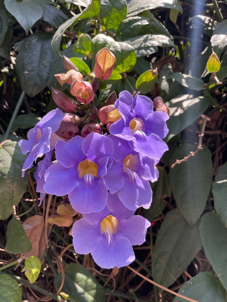 IMG_1861.jpeg