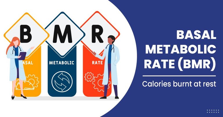 Basal-metabolic-rate-BMR-4-copy.jpg