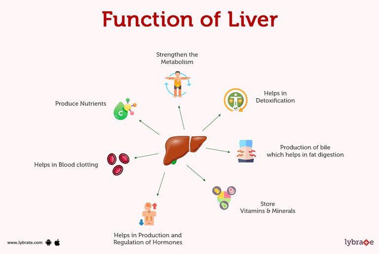 function-of-liver.jpg