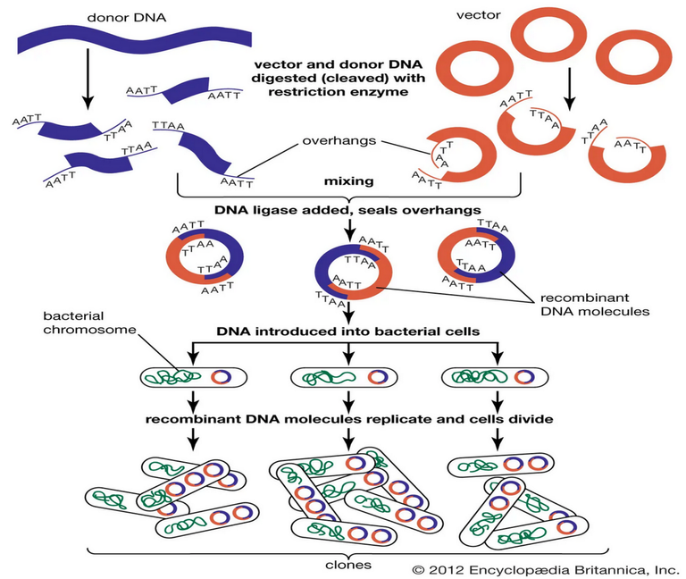 DNA-fragments-genomics-research-.png