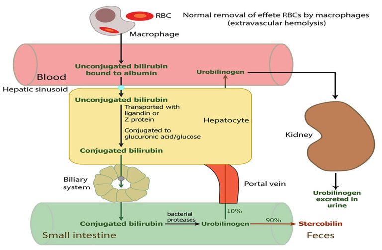 bilirubin-metabolism-copy.jpg