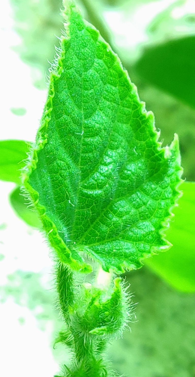 closebabyleaf.jpg