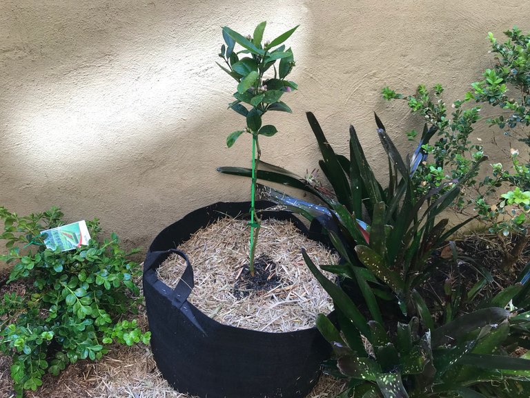 lemon tree.jpg