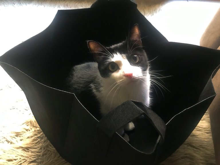 the cat in the bag.jpg