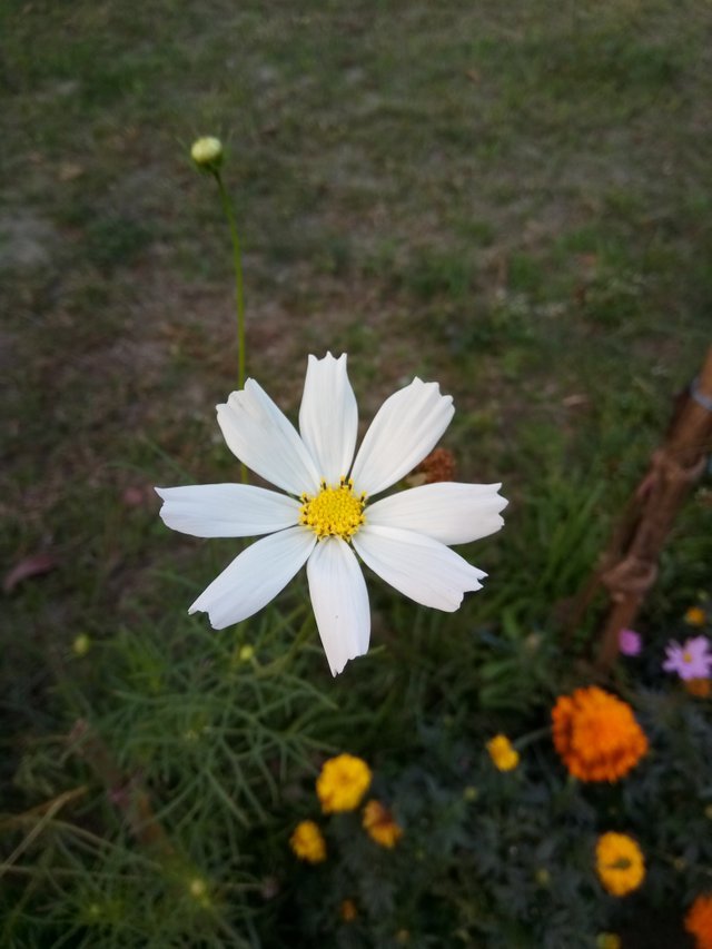 Cosmos white (1).jpg