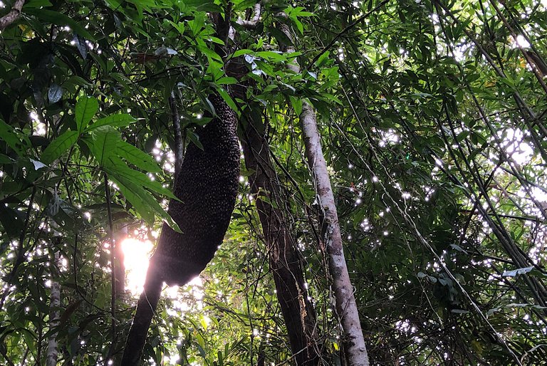 Followed The Villagers To Take Honey In The Jungle 🐝🍯Beautiful Natural In The Jungle 🍒🌱🌳