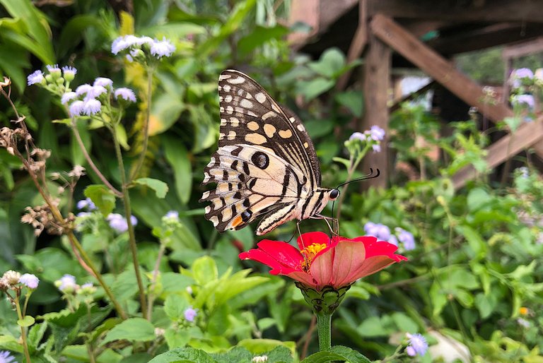 Many Lime Butterflies 🌸🦋 Talk With My Neighbor About Butterflies 🦋 