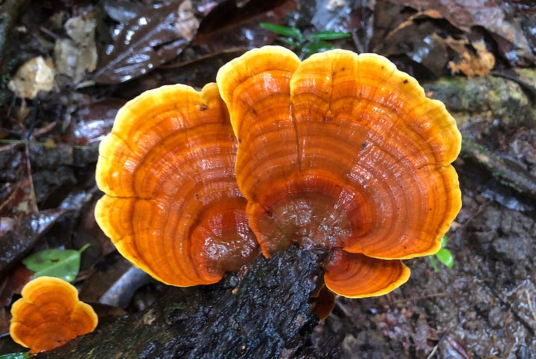 Six Different Types Of Fungi From The Forest 🍄