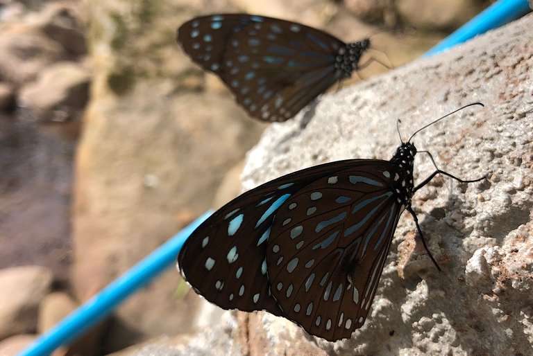 Two Different Butterflies And A Grasshopper 🦋