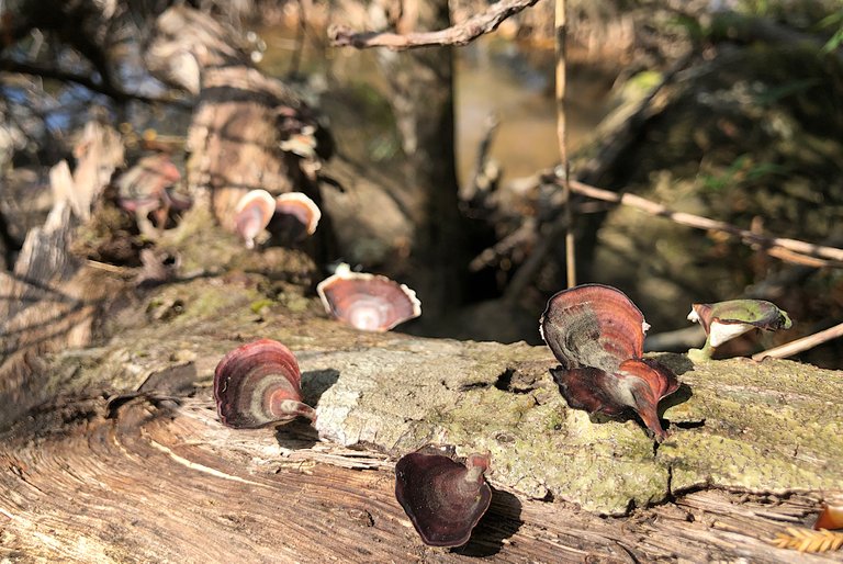 Fungi From The Forest At The Waterfall🌳🍄 FungiFriday 