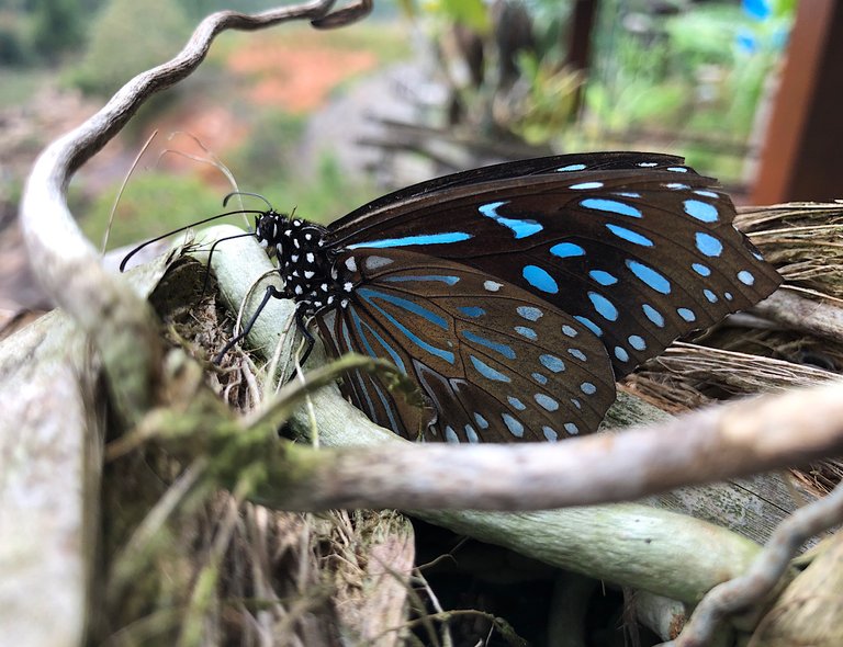 Pretty Pictures Of Blue Tiger Butterfly 🦋 