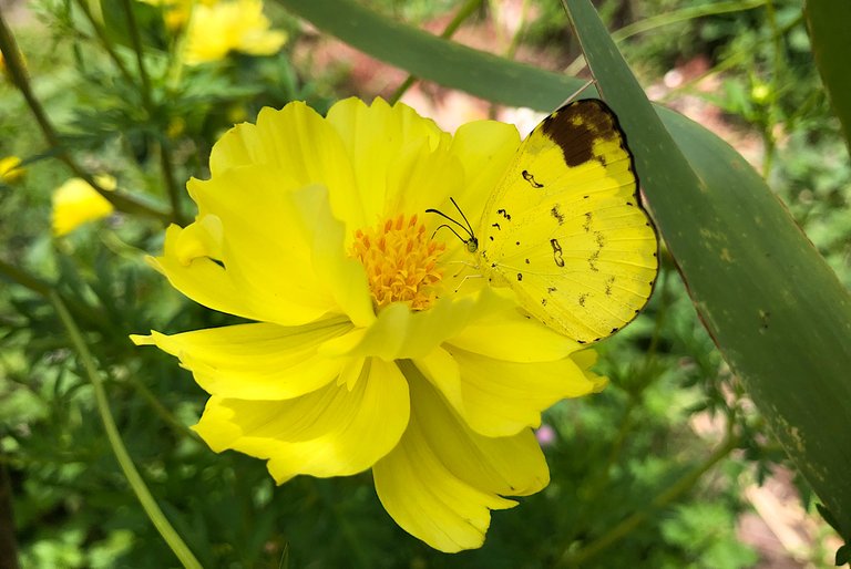 A Common Grass Yellow And Two Different Moth 🦋🌼