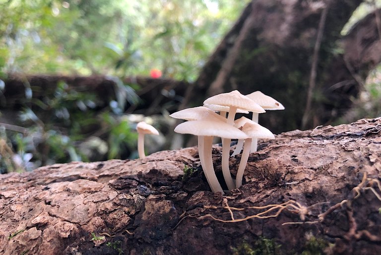 Two Different Fungi At The Waterfall 🍄🌊