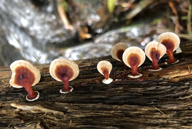 Cute Mushrooms At Waterfall 🍄🪵💧