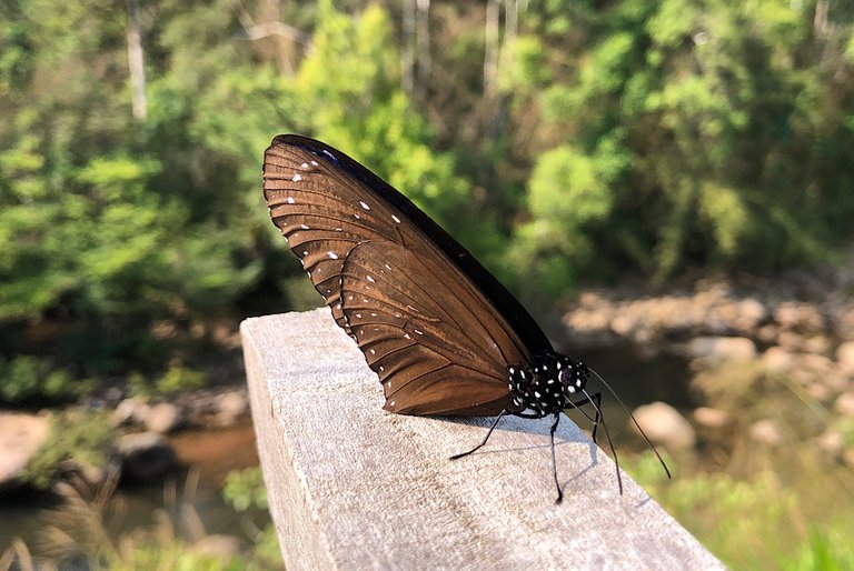 We Live With Many Insects In Nature 🦋 Chlorophorus & Butterflies 🌳