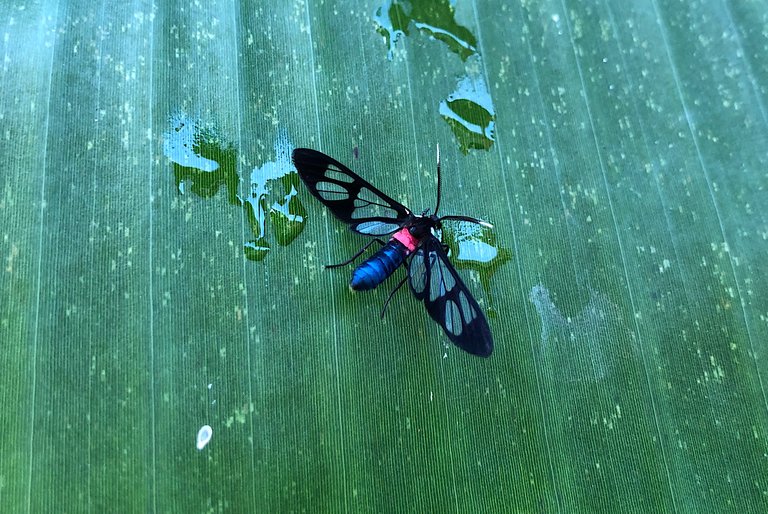 A Wasp Moth, A Butterfly 🦋 Spider With Its Babies 🕷