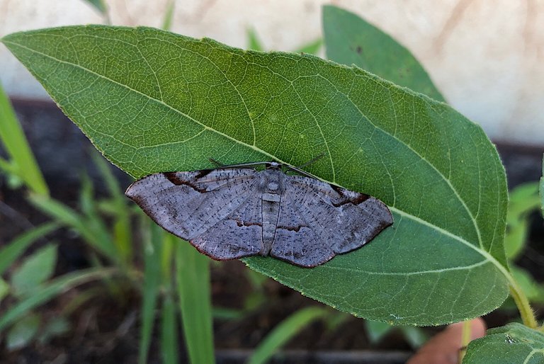 Three Different Moths 🦋 And Another Insect 