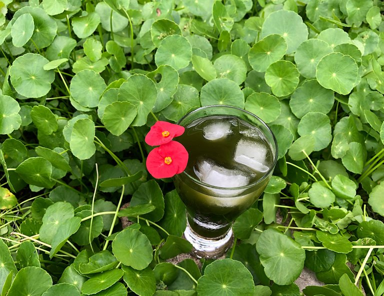 pennywort juice with ice