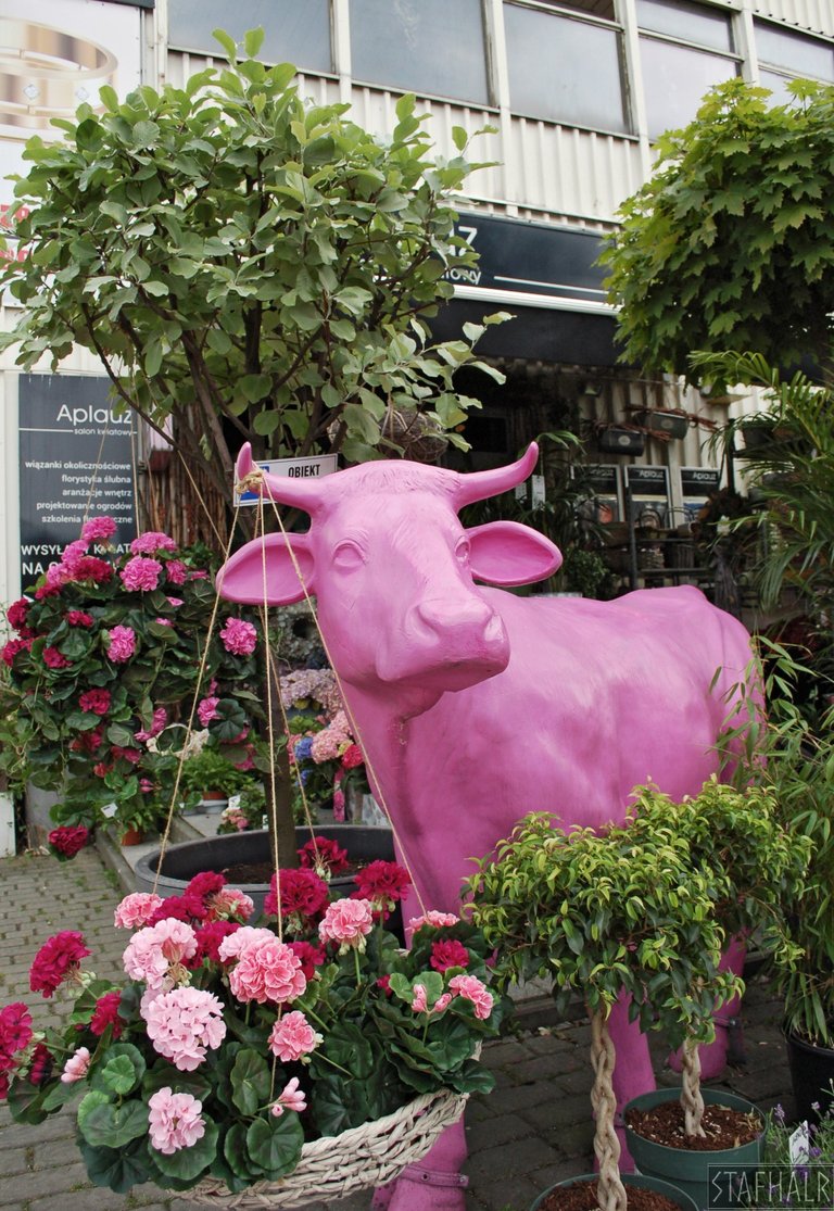 Różowa krowa, będąca wizytówką tutejszej kwiaciarni łamie szarobury schemat komunistycznego kloca. | The pink cow, which is the showcase of the local flower shop, breaks the gray pattern of the communist block.