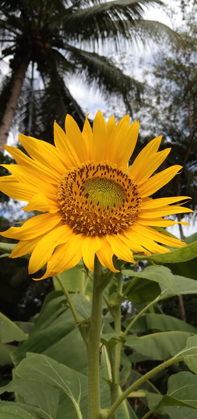 sun flower.jpg