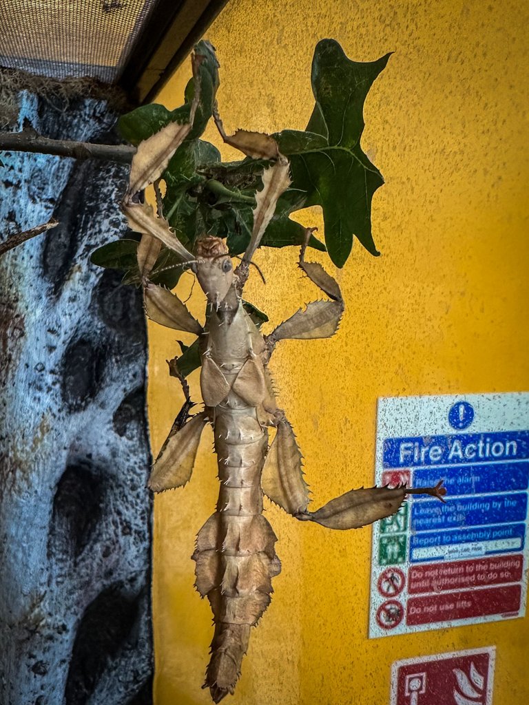 E5938F1A-A616-4694-96D6-95AB6E7045E1.jpeg