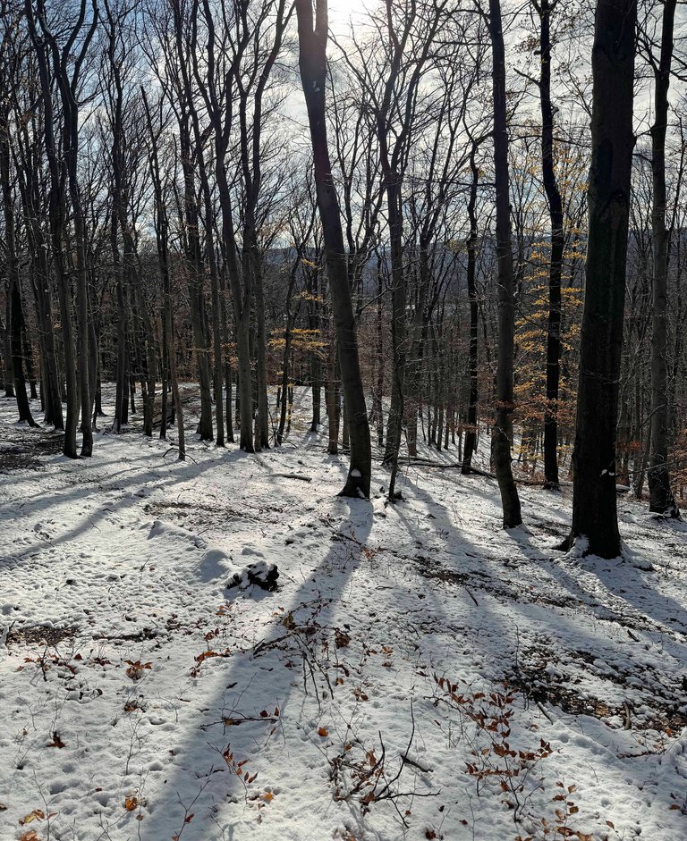 IMG_2652.jpg