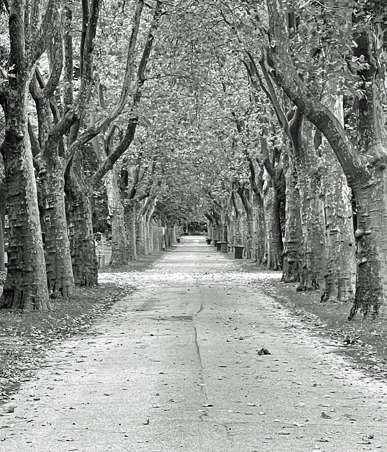 IMG-0747.jpg