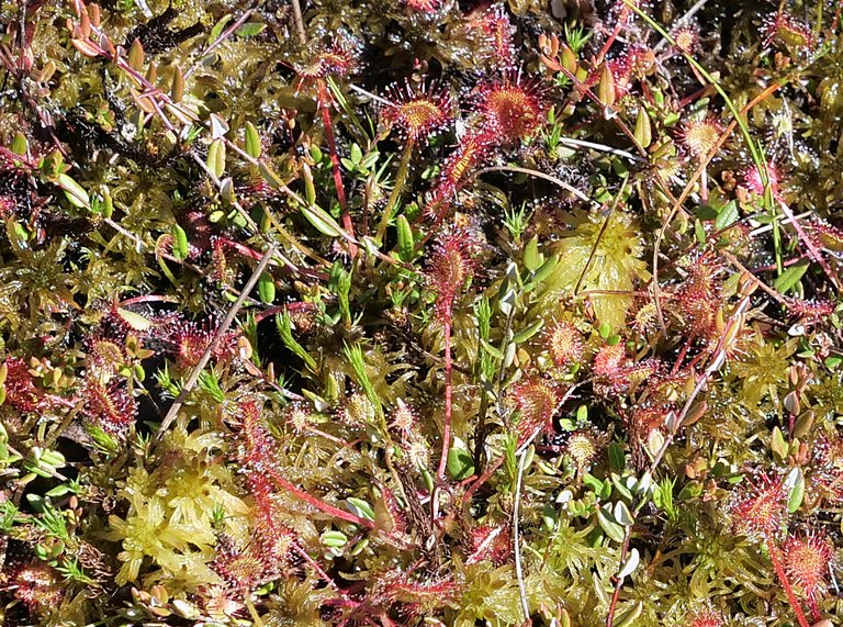 drosera.jpg