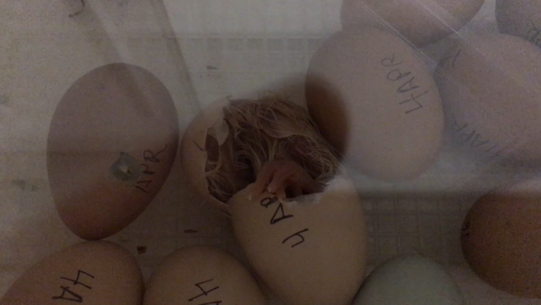 Hatching 4.PNG