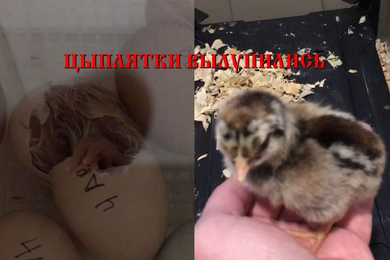 Chicks hatching.png